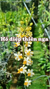 HỒ ĐIỆP THIÊN NGA MỎ VỊT GỬI NGUYÊN cHẬU