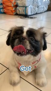 375g Daily Delight Promote Healthy Balanced Protein All Stages Adult Puppy Dog Wet Can Food