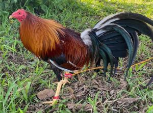 TRẠI GÀ THÀNH ĐÔNG LONG AN . TRỨNG GÀ GIỐNG LỚN KÝ  .10 TRỨNG GÀ NÒI ẤP NỞ CON GIỐNG . TẶNG THÊM 02 TRỨNG .