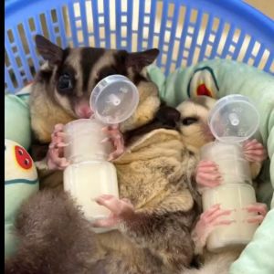 Bình Sữa Cho Sóc Sóc Bay Úc Hamster...5ml và 10ml Bằng Nhựa Có Nắp Đậy