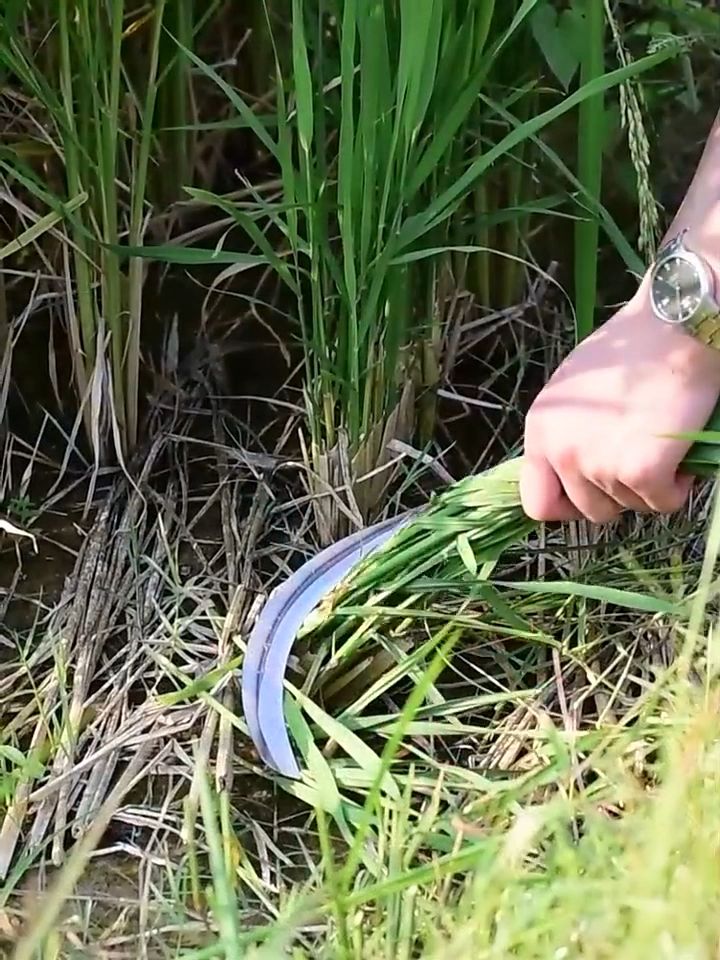 80CM/60CM Portable Safety Long Handle Steel Clearing Grass Sickle Tool - Multipurpose Gardening Weeding Grass Sickle and Farming