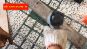 Đinh công nghiệp U1013J chuyên dụng cho tất cả các loại máy bắn đinh U hiện nay bọc yên xe giỏ trái cây
