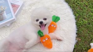 Dog Toys Pet Toys Sounding Interactive Plush Dog Chew Toy Puppy Chew Bones Balls Toys