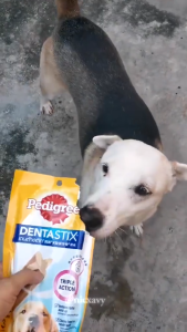 60g Pedigree Dentastix Denta Stix Toy Dog Dogs Treat Dog Snack Adult Puppy