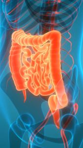 Kurma Medjol Qoswa Kualitas Premium Harga Termurah