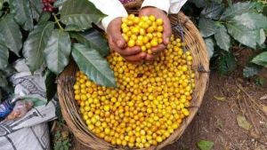 Bibit Biji Kopi Kuning/Arabika Yellow kemasan 500grm-1kg