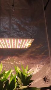 85W LED LM281B+PRO Plant Growth Lamp 3000K 5000K Dimmable for Indoor Hydroponic Gardening