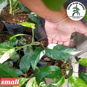 Tanaman Hias Monstera Epipremnum Pinatum Variegata