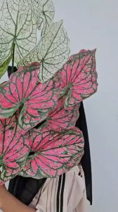 Dekorasi Ruangan dengan Daun Keladi Palsu Premium