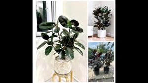 Cây đa búp đỏ trồng trong nhà hợp mệnh Hỏa và Thổ Minh Hân Garden