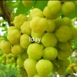 Buah ceremai segar fresh 1kg baru di petik