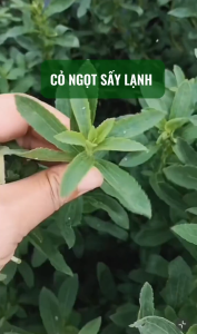Cỏ ngọt 500g trà cỏ ngọt sấy khô vị ngọt tự nhiên điều vị đường ăn kiêng tốt cho tiểu đường