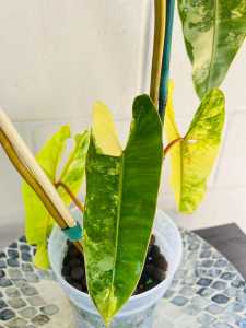 Philodendron Billietiaeขายแบบข้อตัดสดส่งชำในถ้วยอบอย่างดี