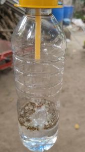 Yellow Kop Jebakan Lalat Buah Manyang + Petrogenol