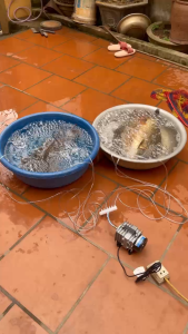 Máy sục sủi thổi khí oxy hồ bể cá RESUN ACO- 001 + 6 quả sủi + 12m dây | máy thổi oxy cho hồ bể cá 18w | máy sục khí bể cá điện 220v | máy sục khí bể cá mini | máy sủi oxi cho cá  khí | máy sục oxi bể cá - Lazada