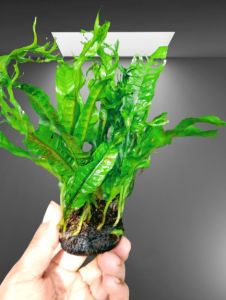 kadaka windelof hiasan aquarium terlaris tanaman aquascape