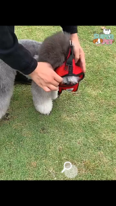 Tali Kucing Berjalan MURAH Pet Harness Lead Cat Dog Vest Rope Cat Leash Kolar Rantai Tali Kucing Panjang