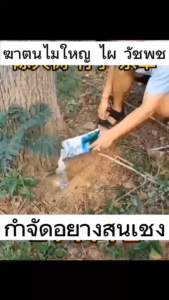 100% รากไม้เน่า ยาฆ่าต้นไม้ใหญ500g สร้างมาเพื่อฤดูฝน ผงกำจัดต้นไม้ แค่โรยเพียงเล็กน้อย กำจัดวัชพืชเปิดที่รกราง ยาฆ่าตอต้นไม้ ยากำจัดต้นไม้ใหญ่