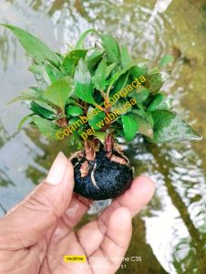 tanaman air aquascape corimbosa compacta media wabikusa