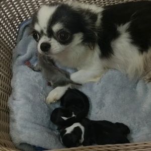 PETSMILE ผงโรยอาหารบำรุงเลือด เสริมน้ำนม หอมอร่อย จากเนื้อปลา  150g.