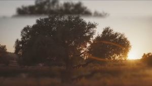 Dầu Batana hữu cơ Sevich-100% Batana Raw Oil Dầu chăm sóc tóc - để chăm sóc tóc rụng