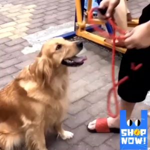 สายจูงสัตว์เลี้ยง ด้ามจับนุ่น พร้อมตัวเรืองแสง เส่ช้นเดียวจบ ไม่ต้องใช้ปอกคอ หนา1.2CM ยาว1.3เมตร