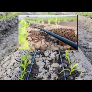 YAMAJAMA เทปน้ำหยด รูเดี่ยว ระยะห่าง 20 ซม. 1000 เมตร หนา 0.16 มิล สายน้ำหยด ยามาจิม่า เหนียว สายส่งน้ำ น้ำหยด เทปกลม ทนทาน ทนแดด ระบบน้ำ เทป สายยาง สายยางรดน้ำ