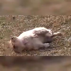 100% Effective Rat Killer: Buy 5 Get 5 Free