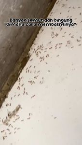 RACUN SEMUT DAILY ANT KILL Ampuh Membasmi Sampai Ke Koloni Ratu Semut