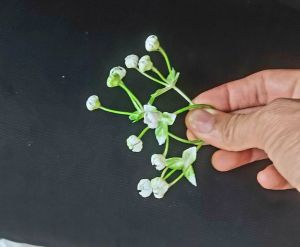 Cỏ Điểm Bi Nụ .dùng trang trí vòng hoa đội đầu .dùng điểm vào bó hoa sáp