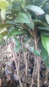 GIỐNG CÂY HỒNG XIÊM XOÀI 6 THÁNG CHO TRÁI ( cây cao 50-60cm) QUẢ TO NHƯ HÌNH