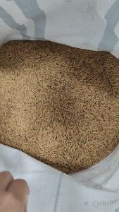 (QQ Pet Shop) Padi Ayam (1kg)