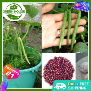 Green House® - Red Munggo Monggo Beans Seeds for Planting Vegetable Plants (50 Seed) incl. Planting Instruction Balatong