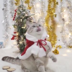 【Max1】เสื้อผ้าคริสต์มาสสัตว์เลี้ยง เสื้อผ้าสัตว์เลี้ยง เสื้อคลุมคริสต์มาสแมว ชุดคริสต์มาสสัตว์เลี้ยง