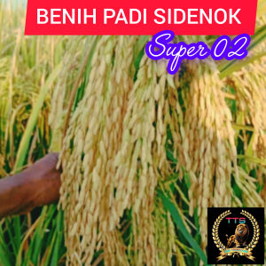 BENIH PADI SIDENOK SUPER 02 KEMASAN 5KG KUALITAS UNGGUL