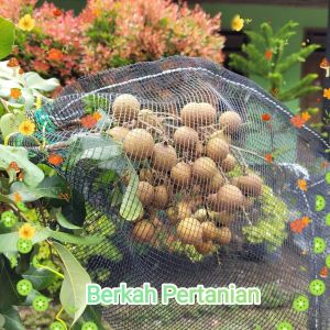Bungkus Buah di Pohon 35*55 Dengan TALI Brongsong Matoah Klengkeng
