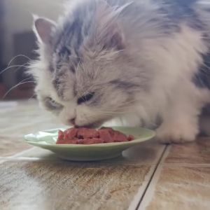 BIOLINE 15PCS 85g/375g Canned Cat Wet Food for Cat Super Premium Can Cat Food