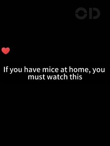 【Not rat left】ODIL Rat repellent spray Anti rat spray Penghalau tikus 500ML Ubat untuk halau tikus Ubat penghalau tikus Rat repellent Ubat tikus paling kuat 老鼠驱赶药 防老鼠喷雾