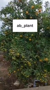 Bibit jeruk pontianak sudah berbuah lebat asli