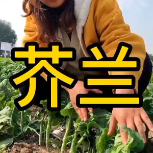 2000seeds/pack Chinese Kale seeds/ KALE Kailaan seeds / High germination rate-A668