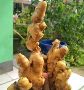 Lempuyang segar isi 1 kg
