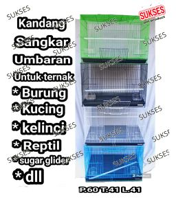 KULIAR SUKSES KULIAR BESAR KULIAR TERNAK UMBARAN BESAR