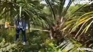 .หัวเกียร์แทงปาล์มน้ำมัน เครื่องตัดปาล์ม เครื่องแทงปาล์ม หัวเกียร์ตัดปาล์มน้ำมัน เสียมแทงปาล์ม เคียวปาล์ม ใบเลื่อย มีอนุสิทธิบัตร