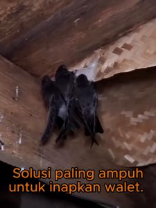 (BISA COD) Parfum Pemikat Walet NH3X Jagonya Inapkan Walet 150 gr (untuk 15 liter)