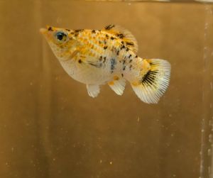 Pikachu Roundtail Balloon Molly Fish(Female) 短身气球茉莉鱼(母)❗️(Not random fish)❗️Fish same as order❗️37