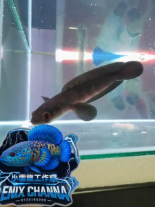 Channa Red Barito 5cm+-