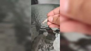 Glink หัวต่อตรง BNC ตัวเมีย ข้อต่อกลาง ข้อต่อ BNC ต่อตรง BNC ข้อต่อกลางระหว่างหัว BNC และ BNC ใช้กับ สาย CCTV (X100ชิ้น) รับสมัครดีลเลอร์ทั่วประเทศ