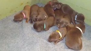 Pet Collar Dog Paw Collar With Bell Safety Buckle Neck for Dog Cat Puppy Accessories