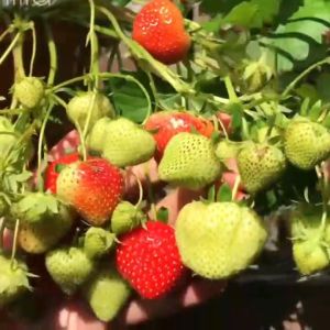 Bibit Strawberry Cepat Berbuah | Stroberi California