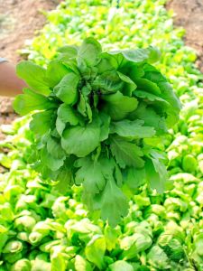 Benih Garland Chrysanthemum /Sayur TangO 1g seeds untuk Taman Rumah & Kebun Anda buah大叶茼蒿菜种子
